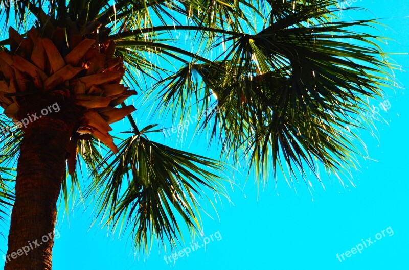 Palm Tree Blue Sky Palm Trees Sky Palm