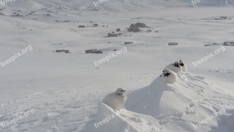 Grouse Fjellryper Birds Winter White Birds