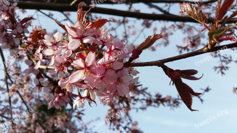 Japanese Cherry Cherry Flowers Bough Our