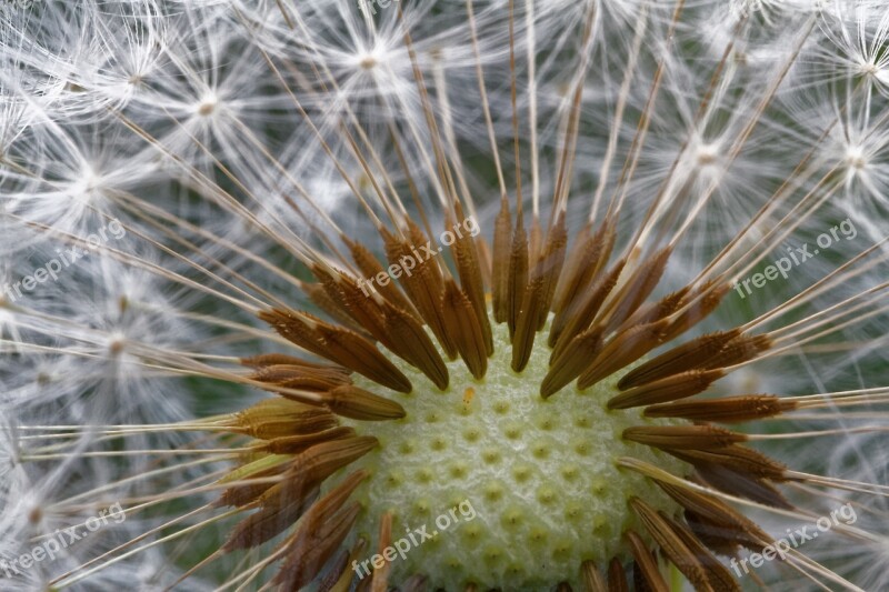 Dandelion Common Dandelion Taraxacum Spring Screen Pilot