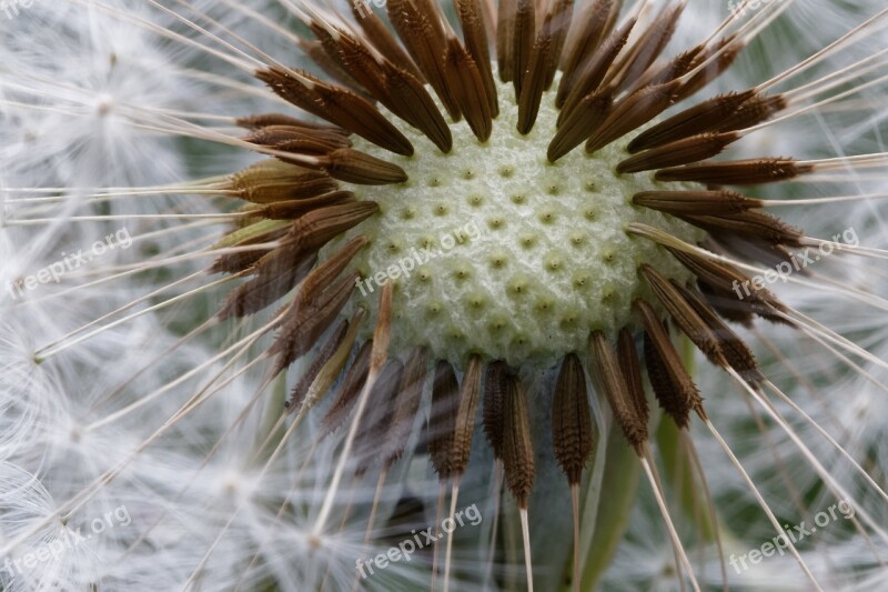 Dandelion Common Dandelion Taraxacum Spring Screen Pilot