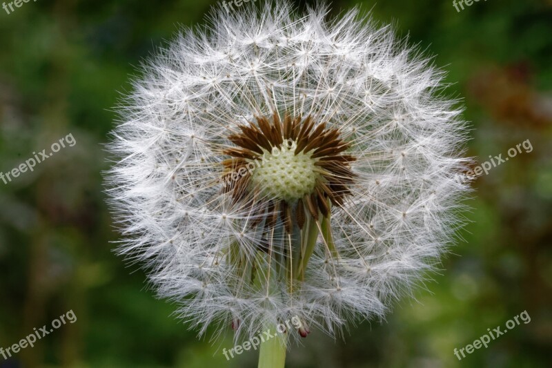 Dandelion Common Dandelion Taraxacum Spring Screen Pilot