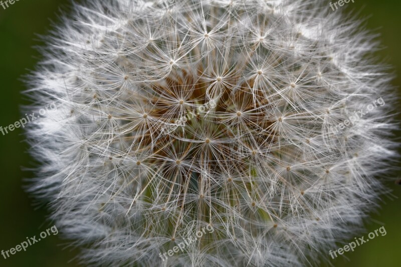 Dandelion Common Dandelion Taraxacum Spring Screen Pilot