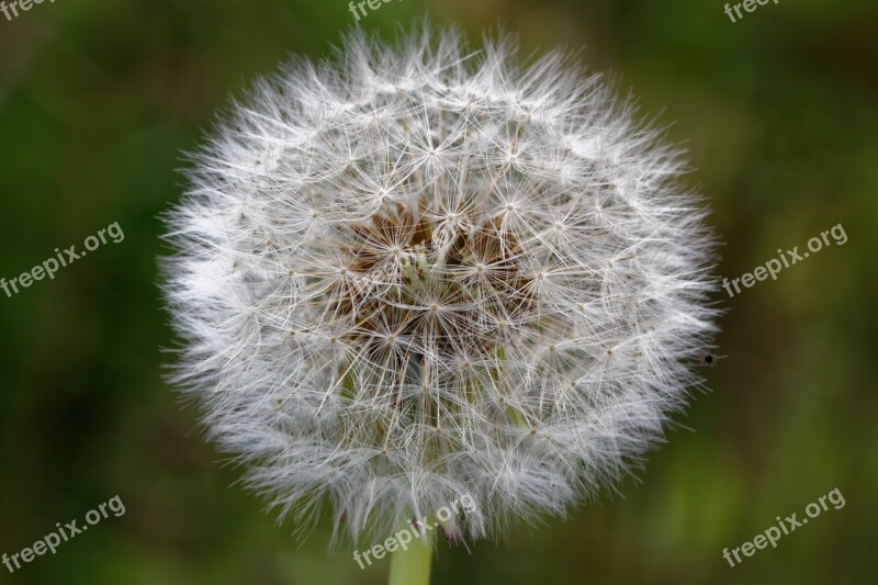 Dandelion Common Dandelion Taraxacum Spring Screen Pilot