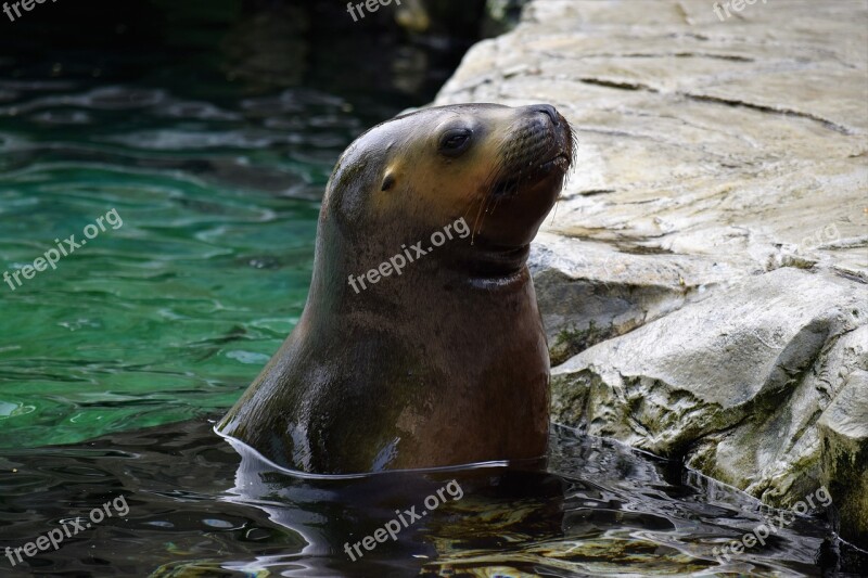 Sea ​​lion Water Head Nature Cute