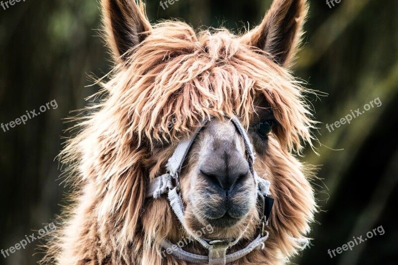 Lama Fur Portrait Animal Head