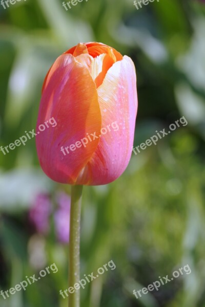 Tulip Cup Orange The Petals Single