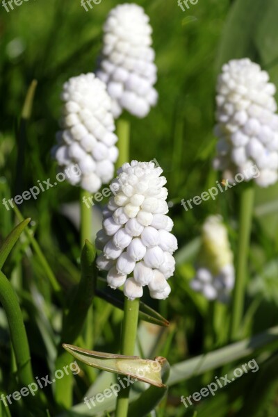 Hyacinth White Flower Garden Colored