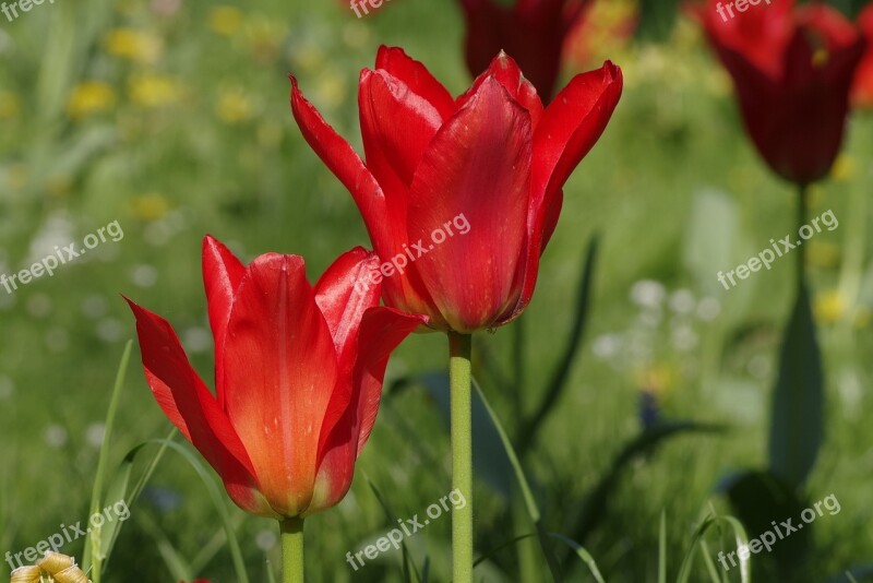 Tulips Red Jagged Sharp The Petals