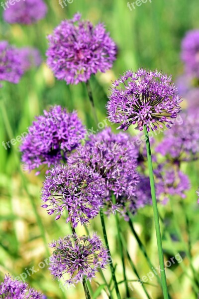 Leek Ornamental Onion Giant Allium Blossom Bloom