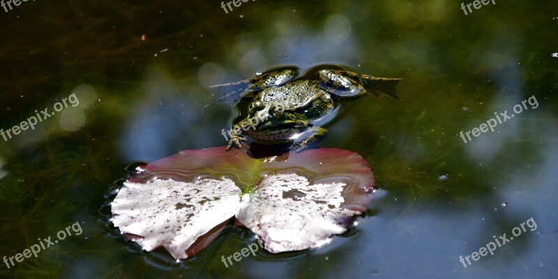 Frog Water Frog Animal Pond Nature