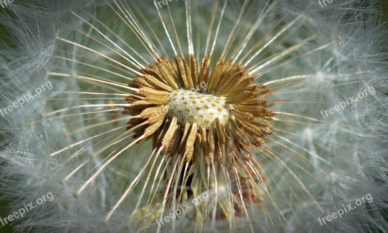 Dandelion Close Up Macro Blossom Bloom