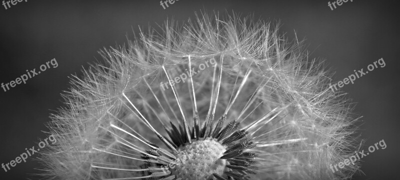 Dandelion Close Up Macro Black White Blossom