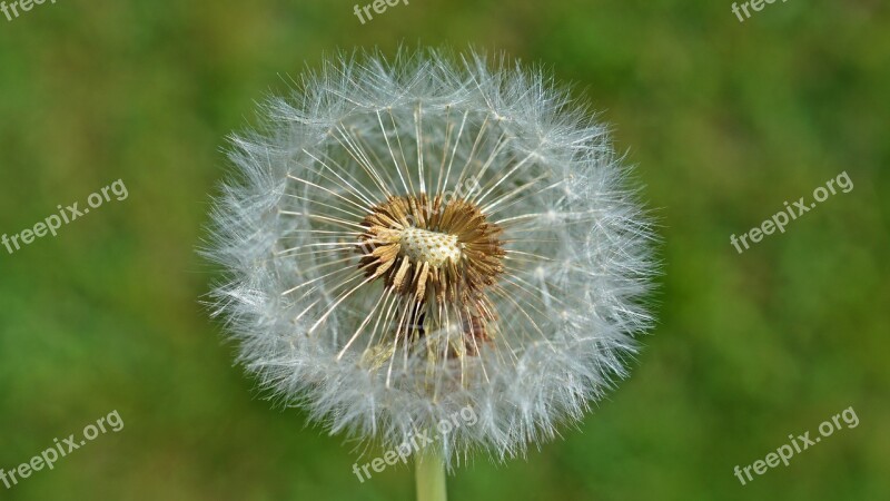 Dandelion Seeds Nature Macro Common Dandelion