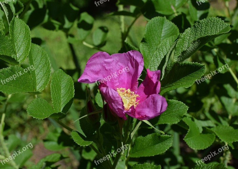 Hot Pink Rugosa Rose Buds Rugosa Rose Beautiful