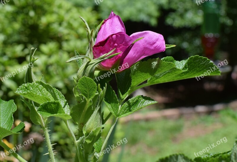 Opening Rose Buds Rugosa Rose Beautiful Flower