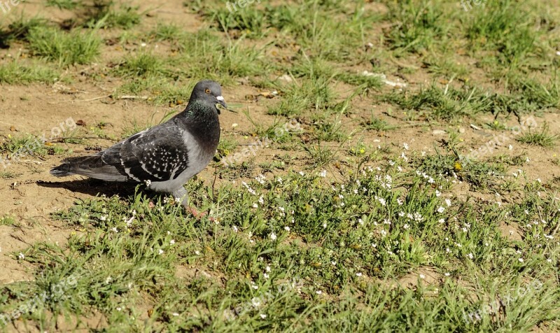 Birds Pigeons Bird Golubka Dove