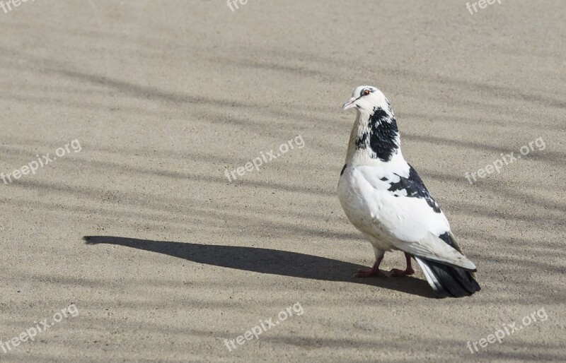 Birds Dove Bird Feathered Race Golubka