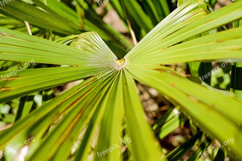 Leaf Palm Leaf Chinese Hanfpalme Palm Fronds Green