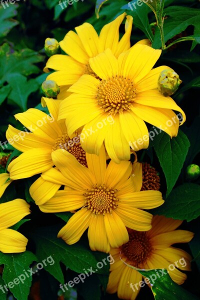 Tithonia Diversifolia Flower Plant Mexican