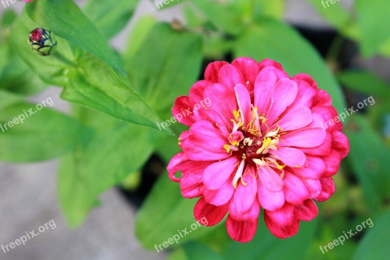 Zinnia Flower Pink Plant Free Photos