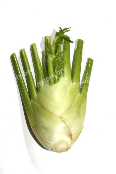 Fennel Vegetable Herbs Healthy Plant