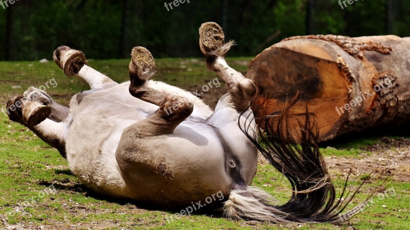 Tarpan Horse Play Left Out Rolling