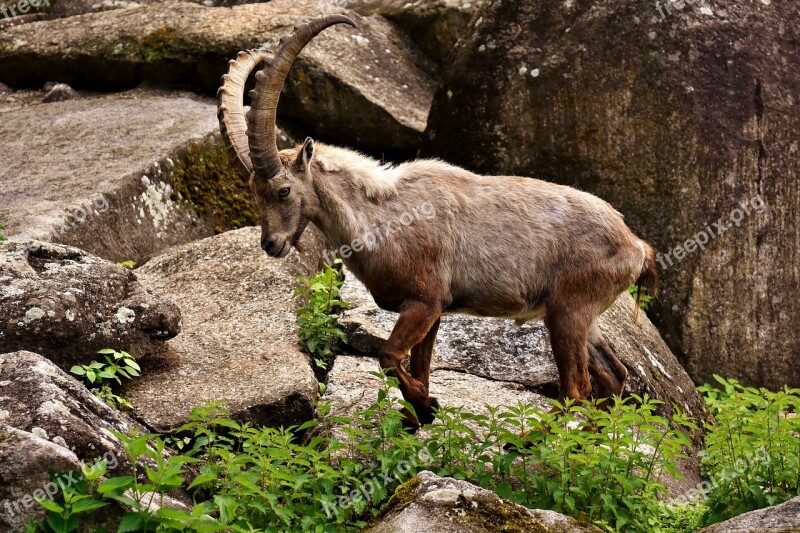 Capricorn Horns Animal Animal World Zoo