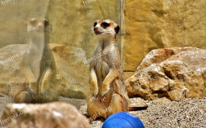 Meerkat Mirroring Cute Curious Animal