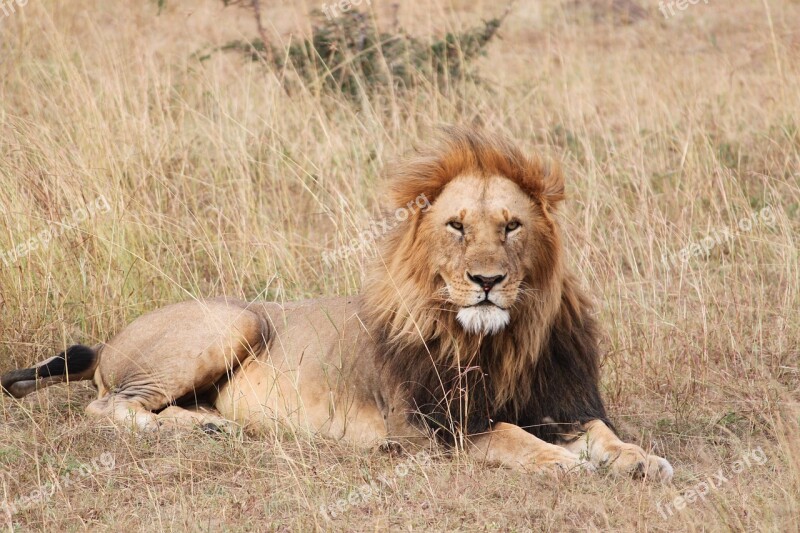 Lion Safari Africa Wild Wildlife