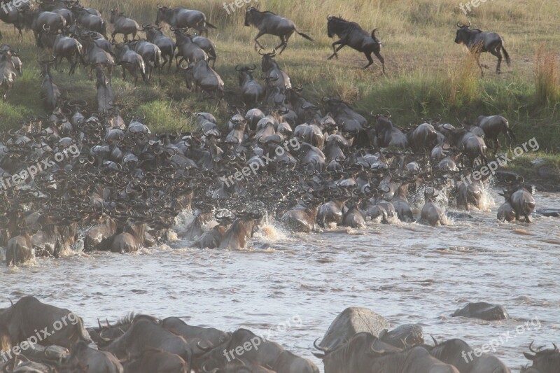 Wildebeest Migration Great Migration Wildebeest Migration Kenya