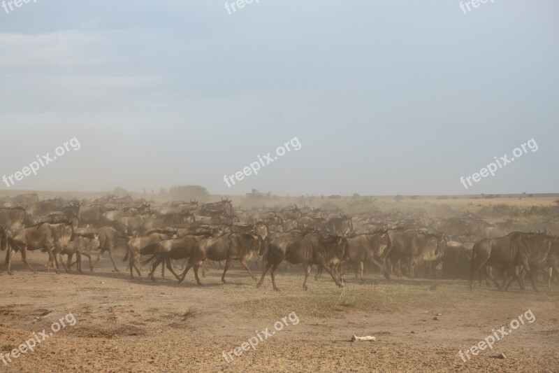 Wildebeest Migration Great Migration Wildebeest Migration Kenya