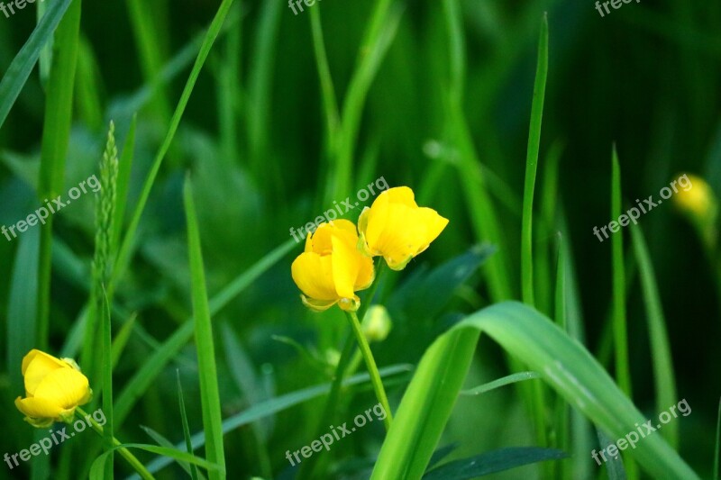 Buttercup Meadow Close Up Spring Nature