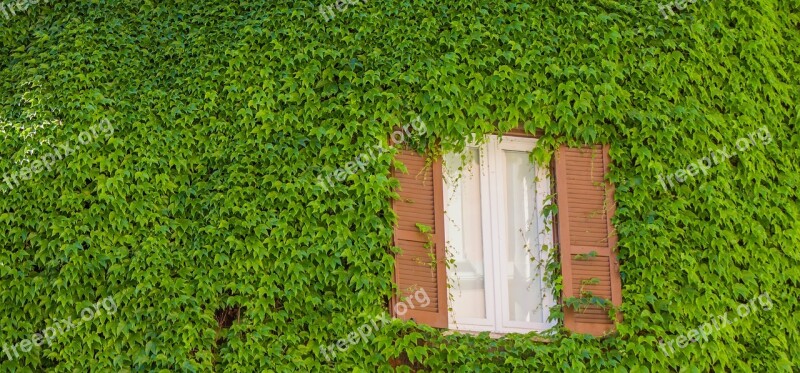 Rome Window Green Plants Street