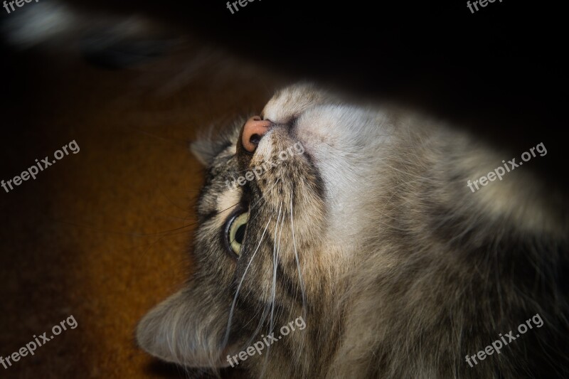 Cat Norwegian Forest Cat Cat's Eyes Cute Ears