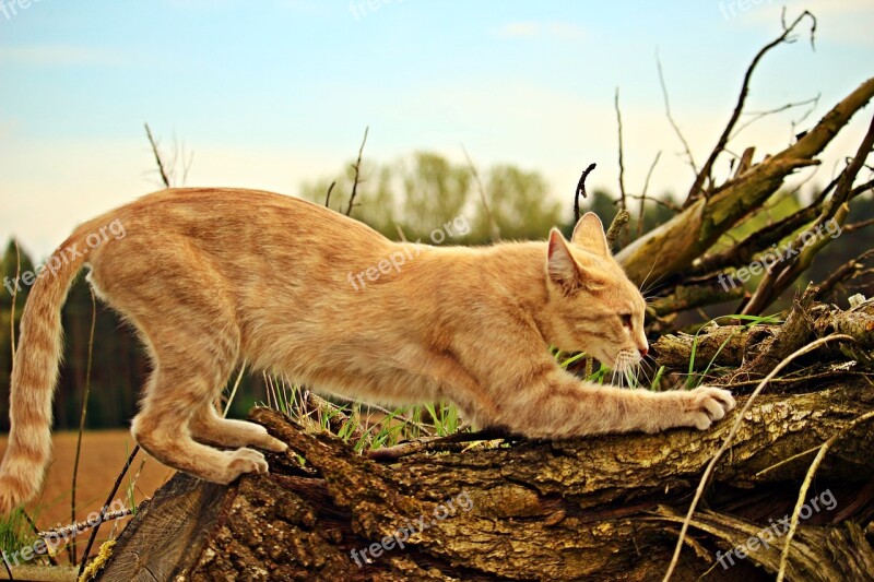 Cat Mieze Kitten Scratch Claws Sharpen