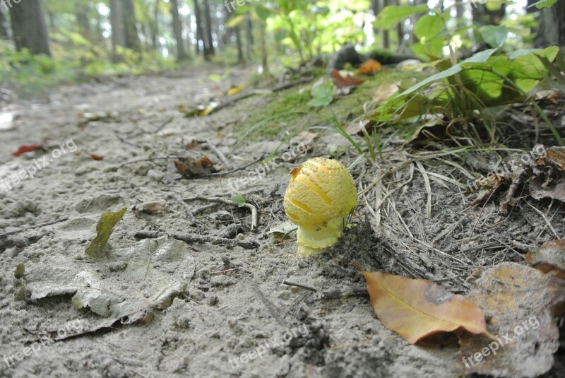 Mushroom Nature Forest Canada Funghi