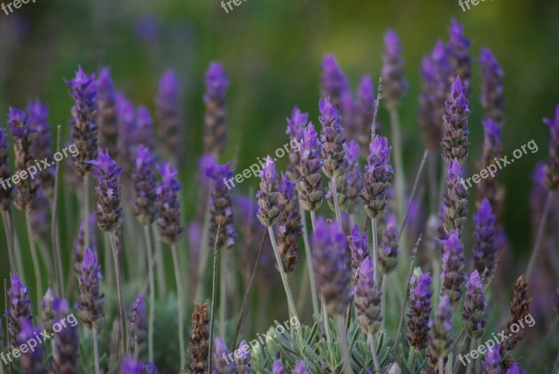 Lavender Plants Flowers Flower True Lavender