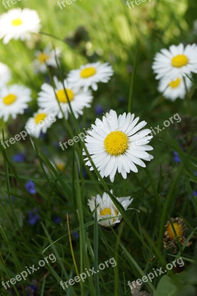 Garden Plant Blossom Bloom White