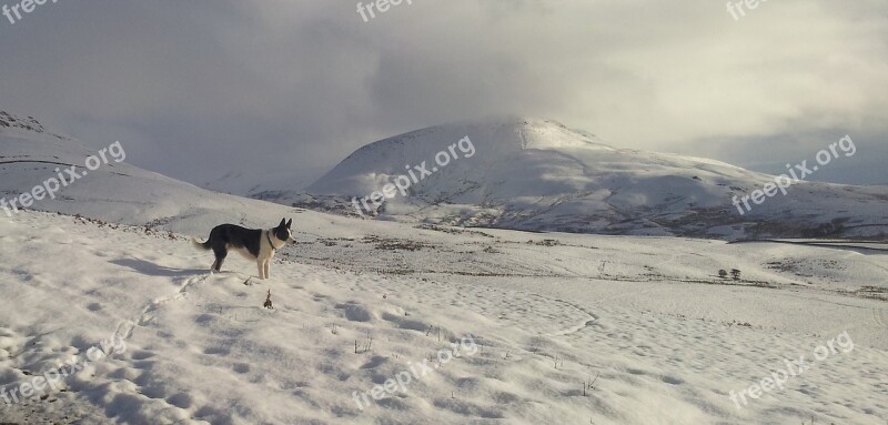 Snow Mountain Dog Winter White