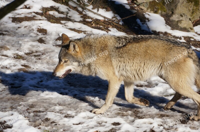 Wolf Skansen Winter Stockholm Free Photos