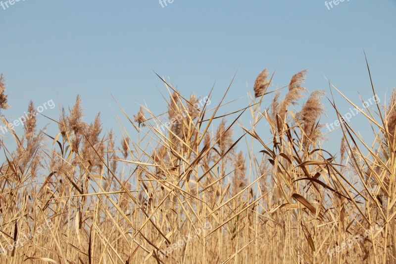 The Scenery Romantic Movies In Wheat Field Wheat