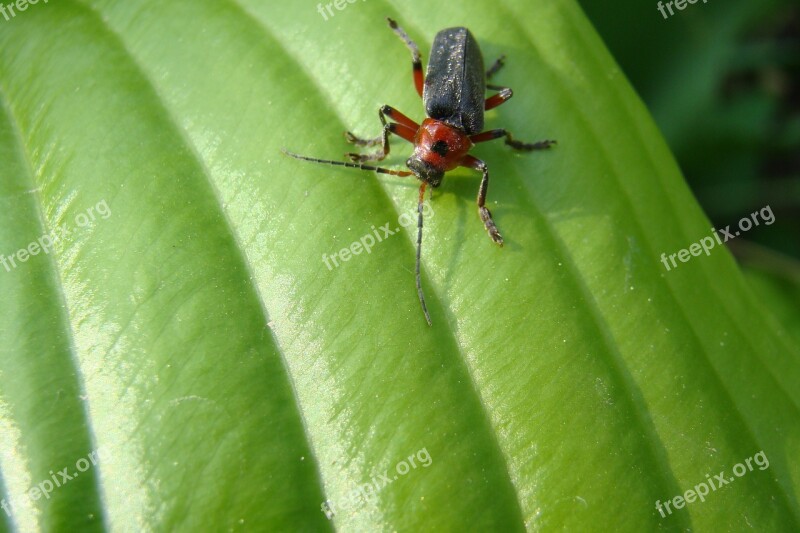 Cockroach Nature Green Supplies Leaf