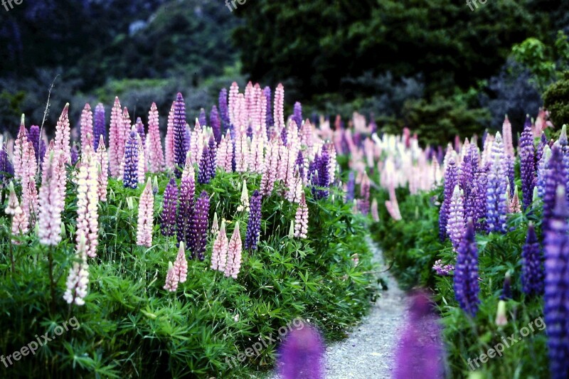 New Zealand Flowers Lupins Bloom Flora