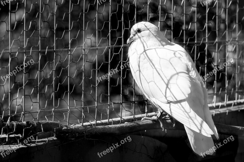 Bw Bird Black White Nature