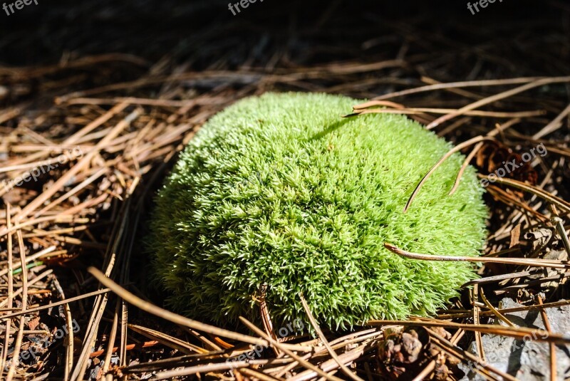 Background Ball Brown Close Closeup