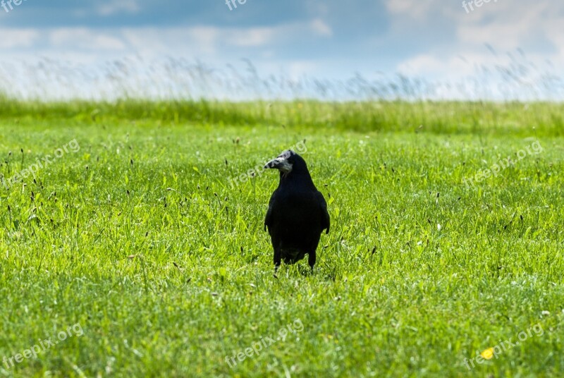 Bird Black Crow Field Grass