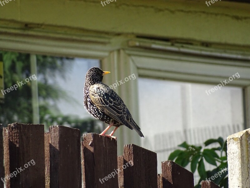 Bird Starling Wildlife Free Photos