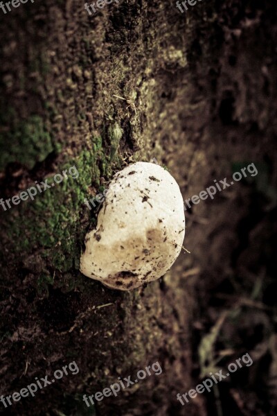 Fungus Tree Vegetable Trunk Nature