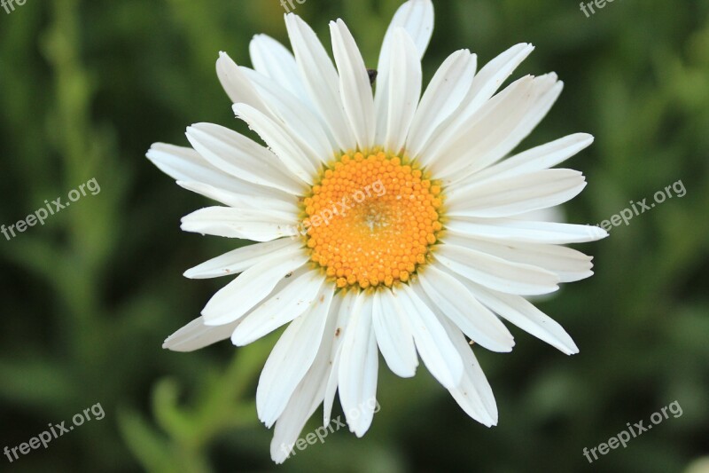 Daisy Matricaria Chamomilla Aqil Free Photos